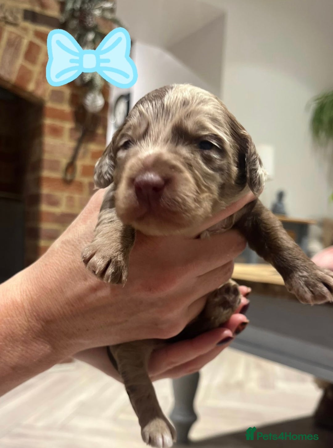 Cockapoo dogs for sale: F1b Toy Cockapoo Merle, Apricot, cream and Black  - Advert 9