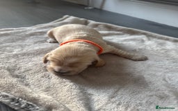 Cocker Spaniel dogs for sale: Stunning KC show cocker spaniels  - Image 8