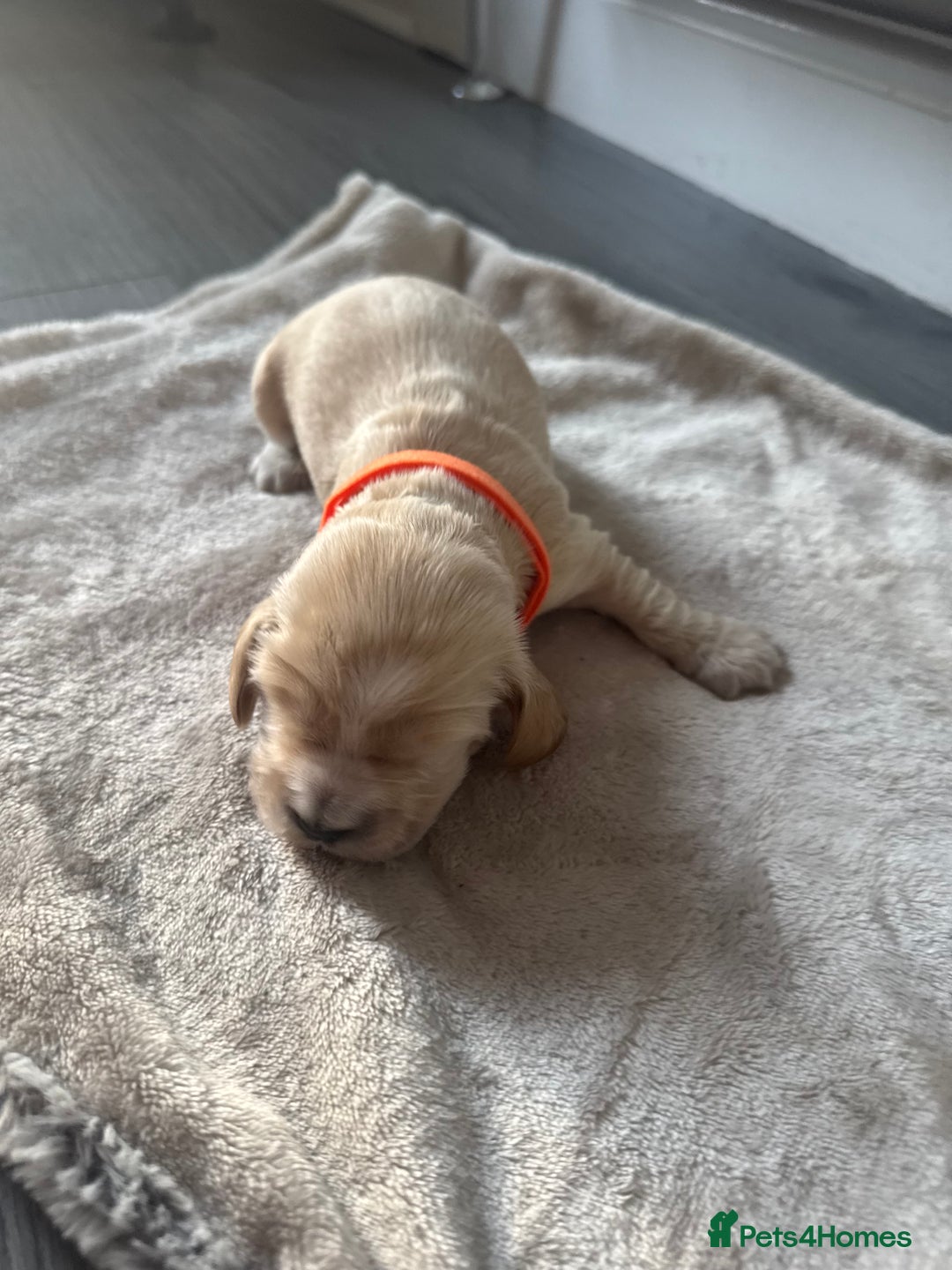 Cocker Spaniel dogs for sale: Stunning KC show cocker spaniels  - Image 8