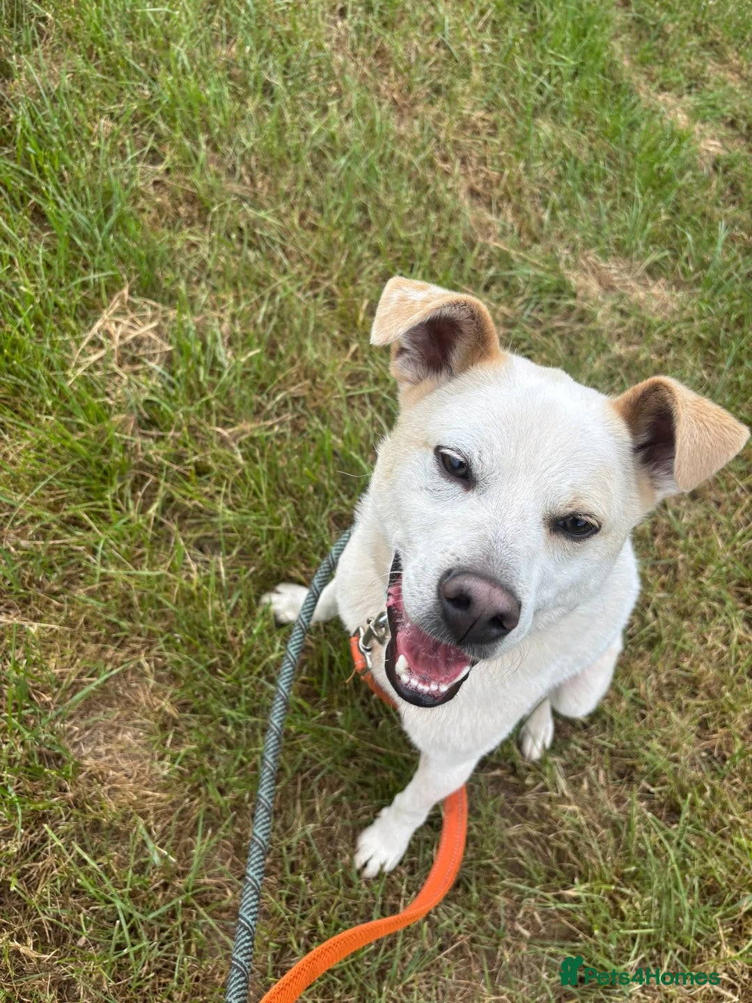 Mixed Breed dogs for adoption: Meet Bear, currently residing in Cheshire  - Image 5