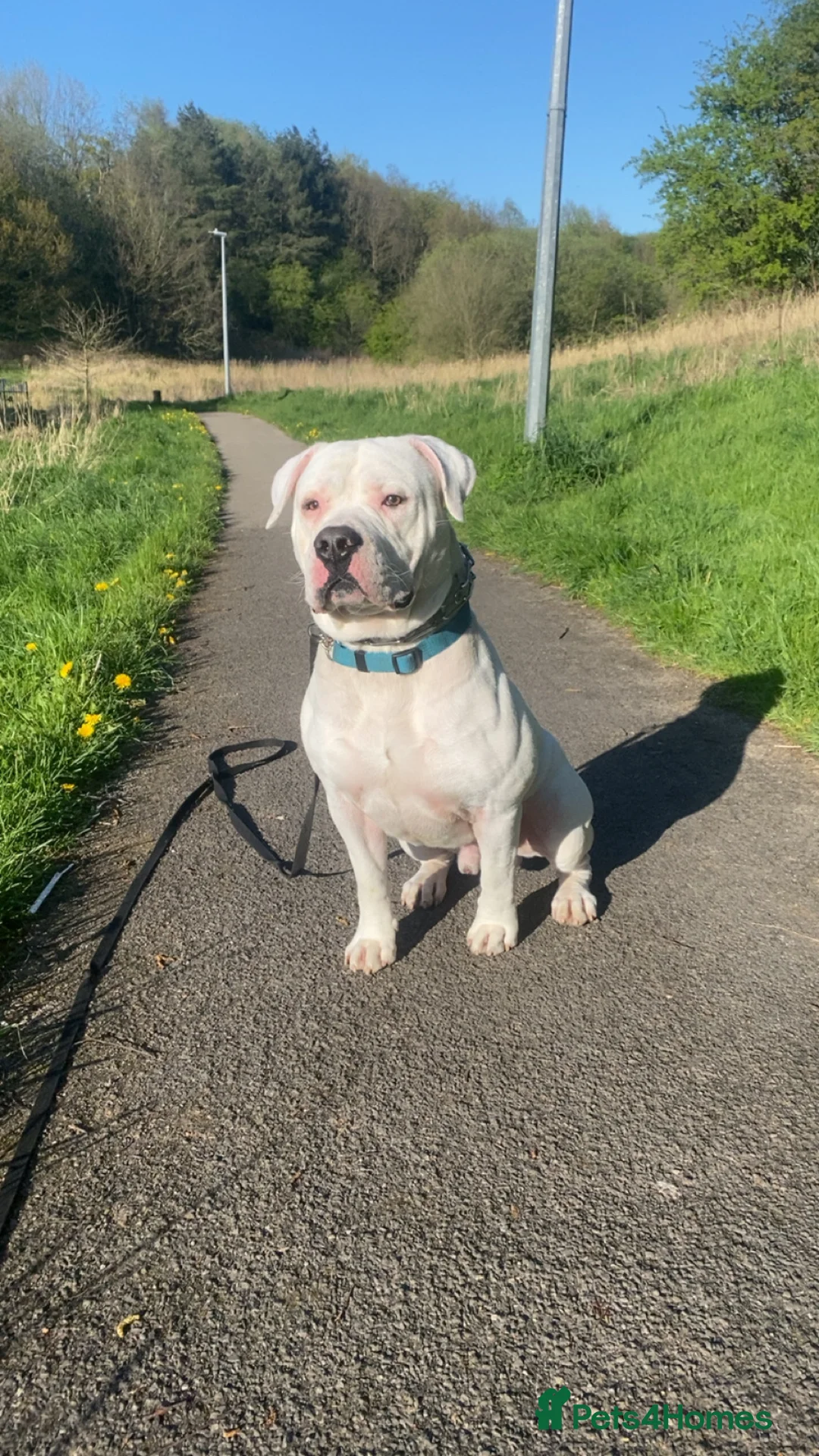 American Bully dogs for stud: Stud American bully - Advert 2
