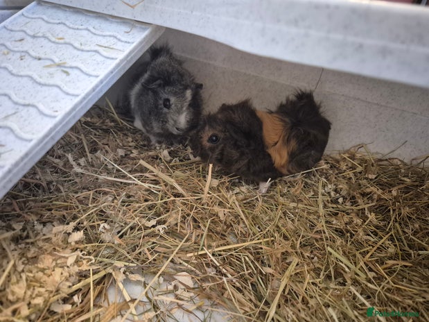 Guinea Pig rodents - Advert 36