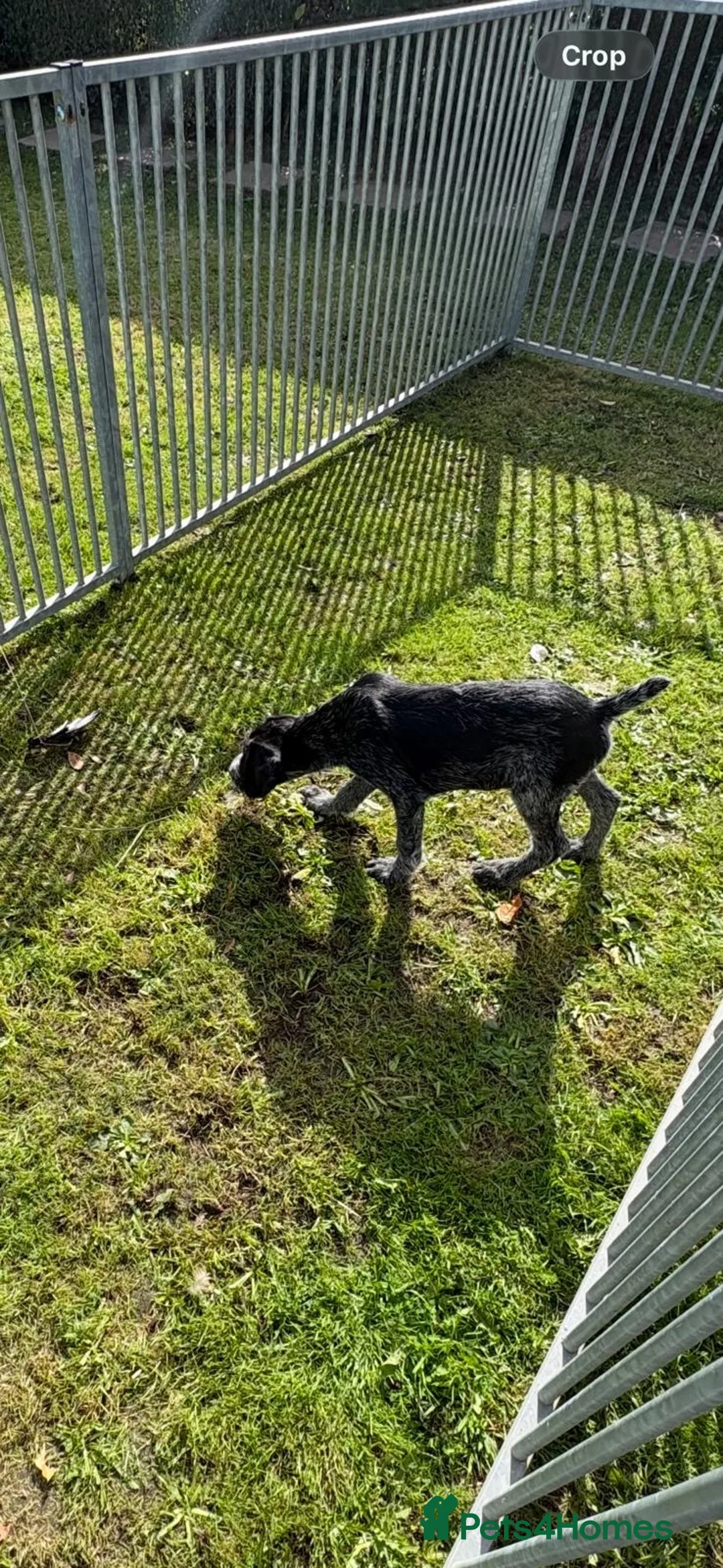 German Wirehaired Pointer dogs for sale: Ready now German wirehair pointer pups  - Advert 2
