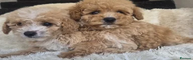 Cavapoo 6