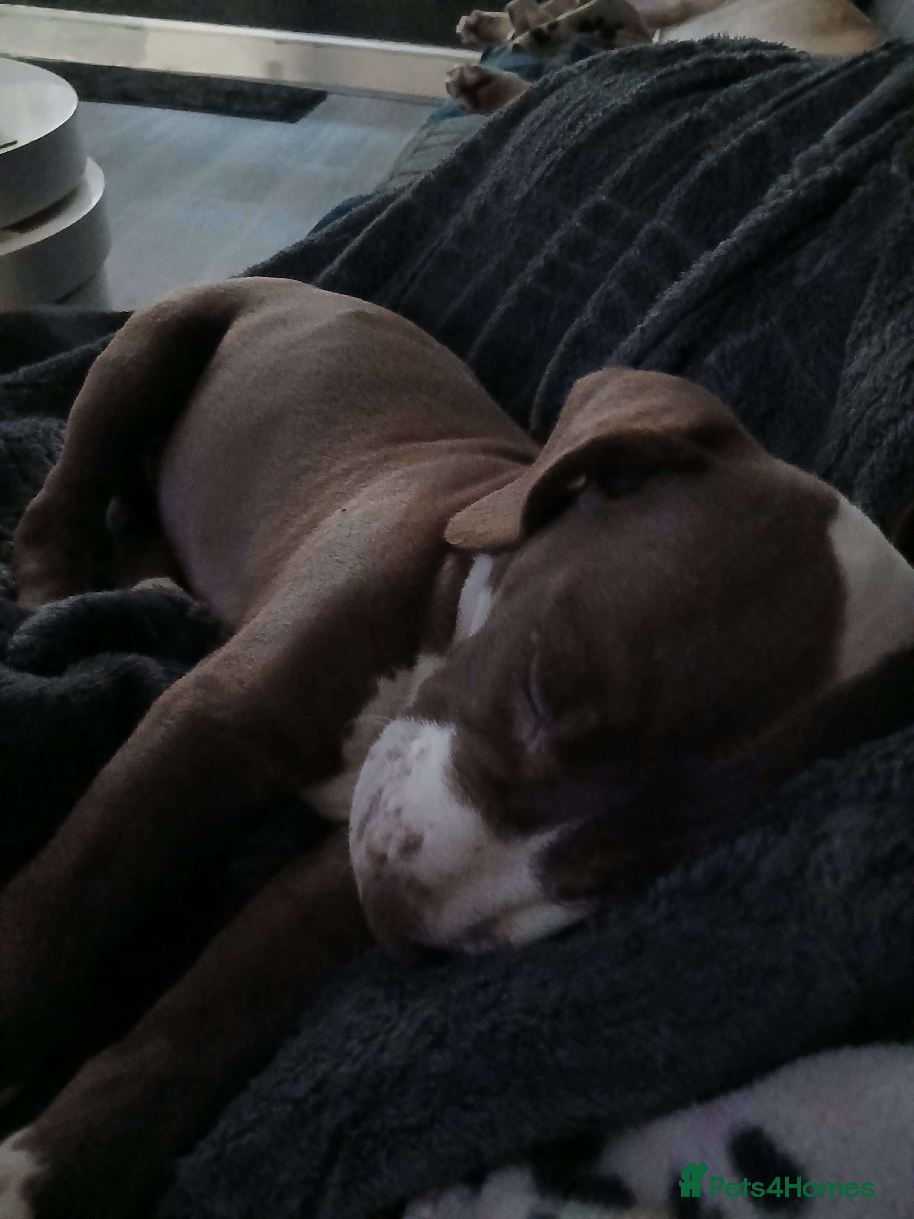 American Bulldog dogs Female puppy  - Advert 1