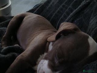 American Bulldog dogs Deposit taken 8week old female puppy - Advert 9