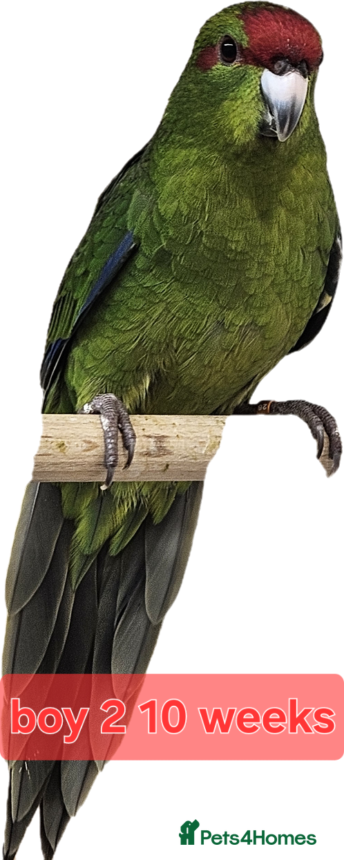 Parakeets birds Young parent reared kakarikis - Advert 2