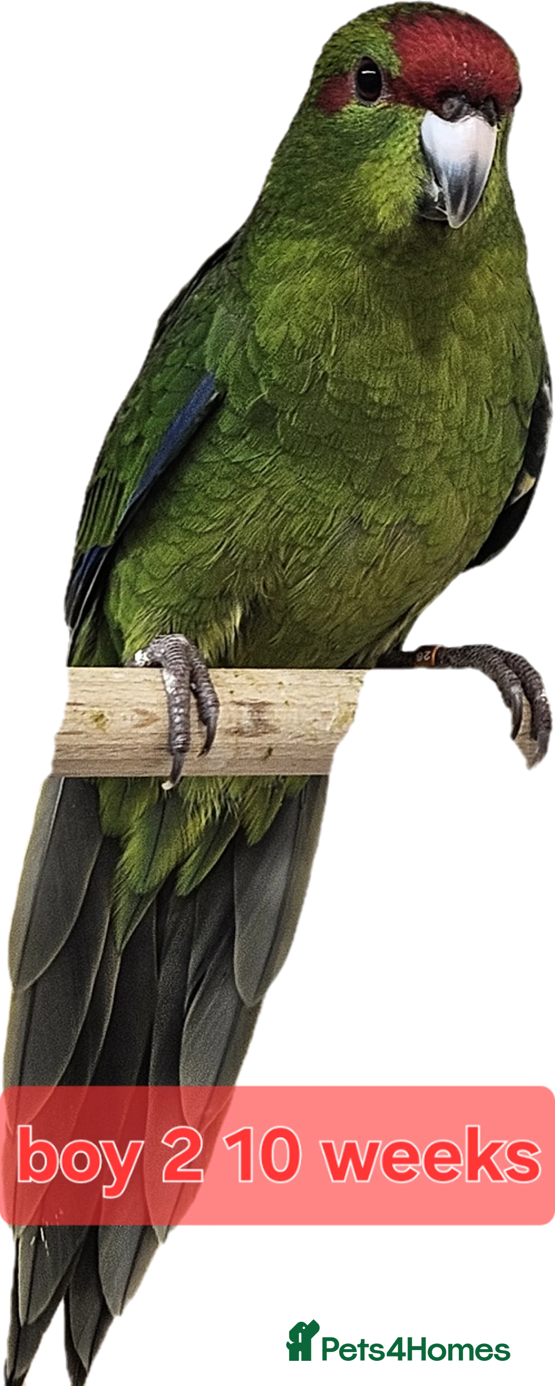 Parakeets birds for sale: Young parent reared kakarikis - Advert 2