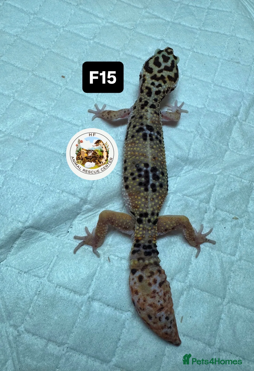 Leopard Gecko reptiles for sale: crested & leopard geckos - possible a full setup  - Advert 19