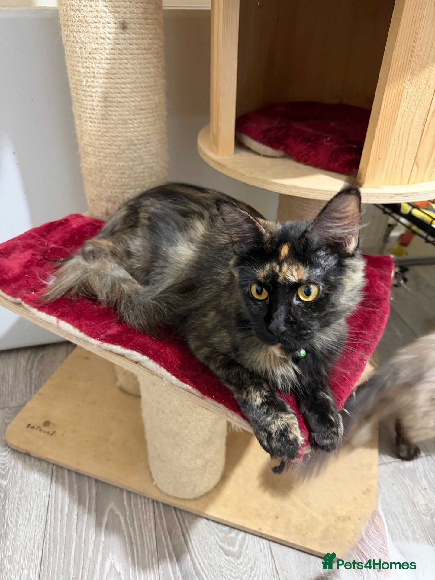 Maine Coon cats for sale: 2 female Maincoon sister for sale together  - Advert 11