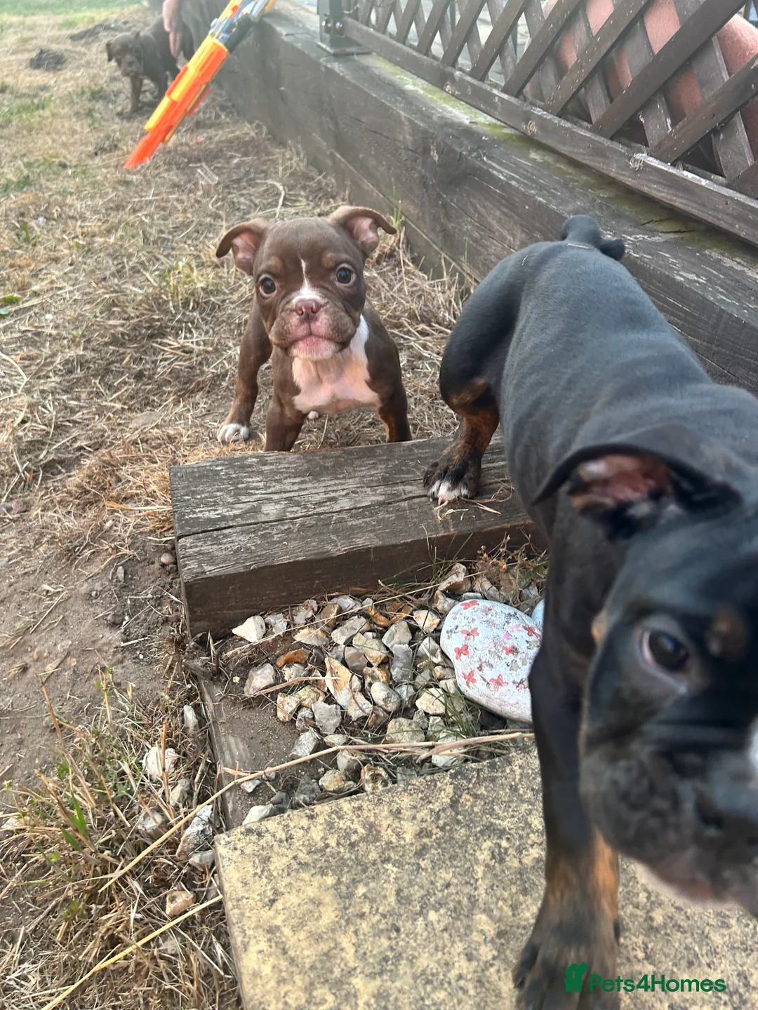 Olde English Bulldogge dogs for sale: Olde English bulldogs - Advert 2
