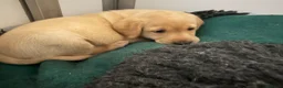 Labrador Retriever dogs for sale: Yellow KC, health tested Labradors  - Advert 3