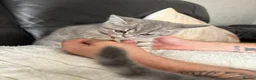 Scottish Fold cats for sale: Beautiful Scottish straights READY NOW  - Advert 4