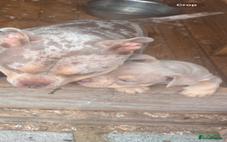 American Bully dogs for sale: Pocket bully  - Image 8