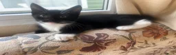 British Shorthair cats for sale: Beautiful Tuxedo kittens in Chichester - Advert 5