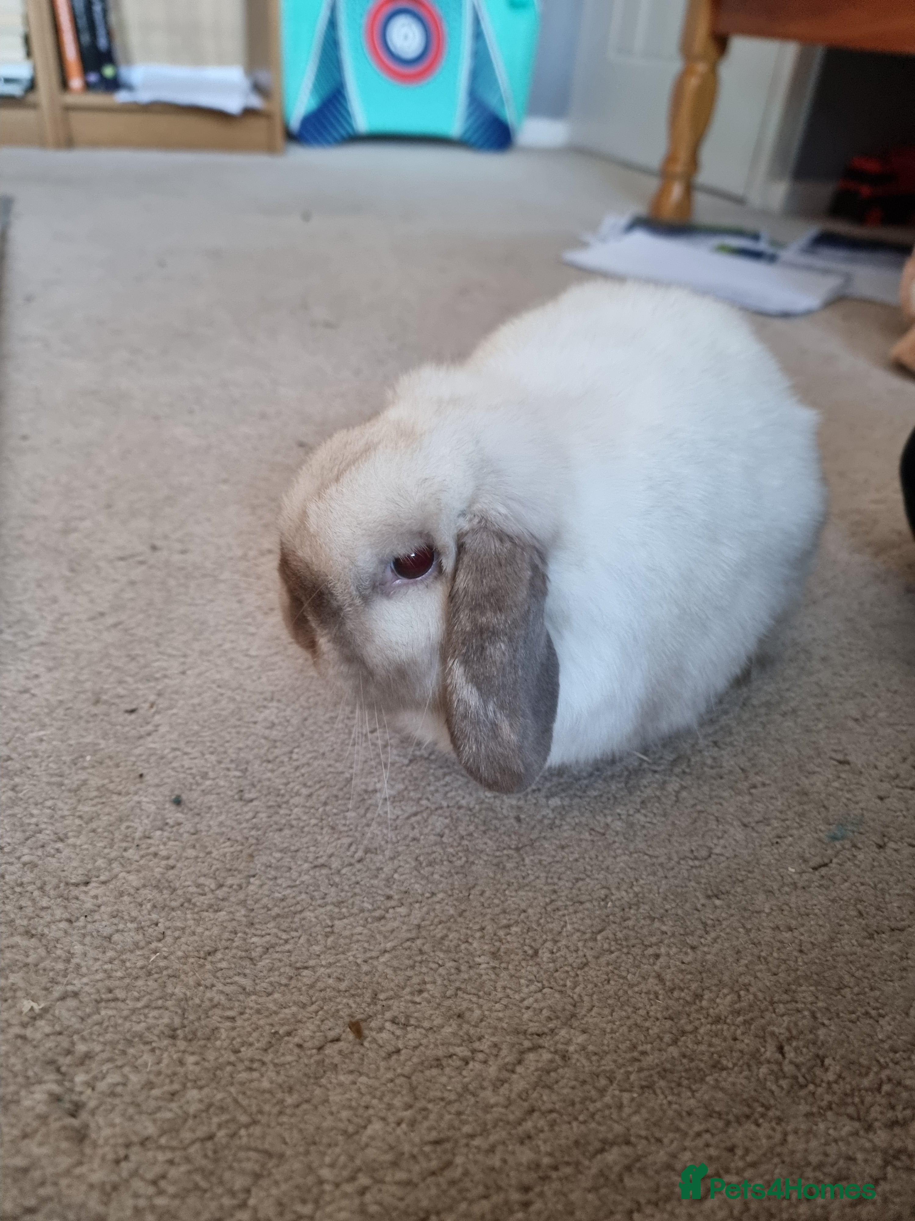 Mini Lop rabbits Beautiful friendly male mini lop - Advert 14