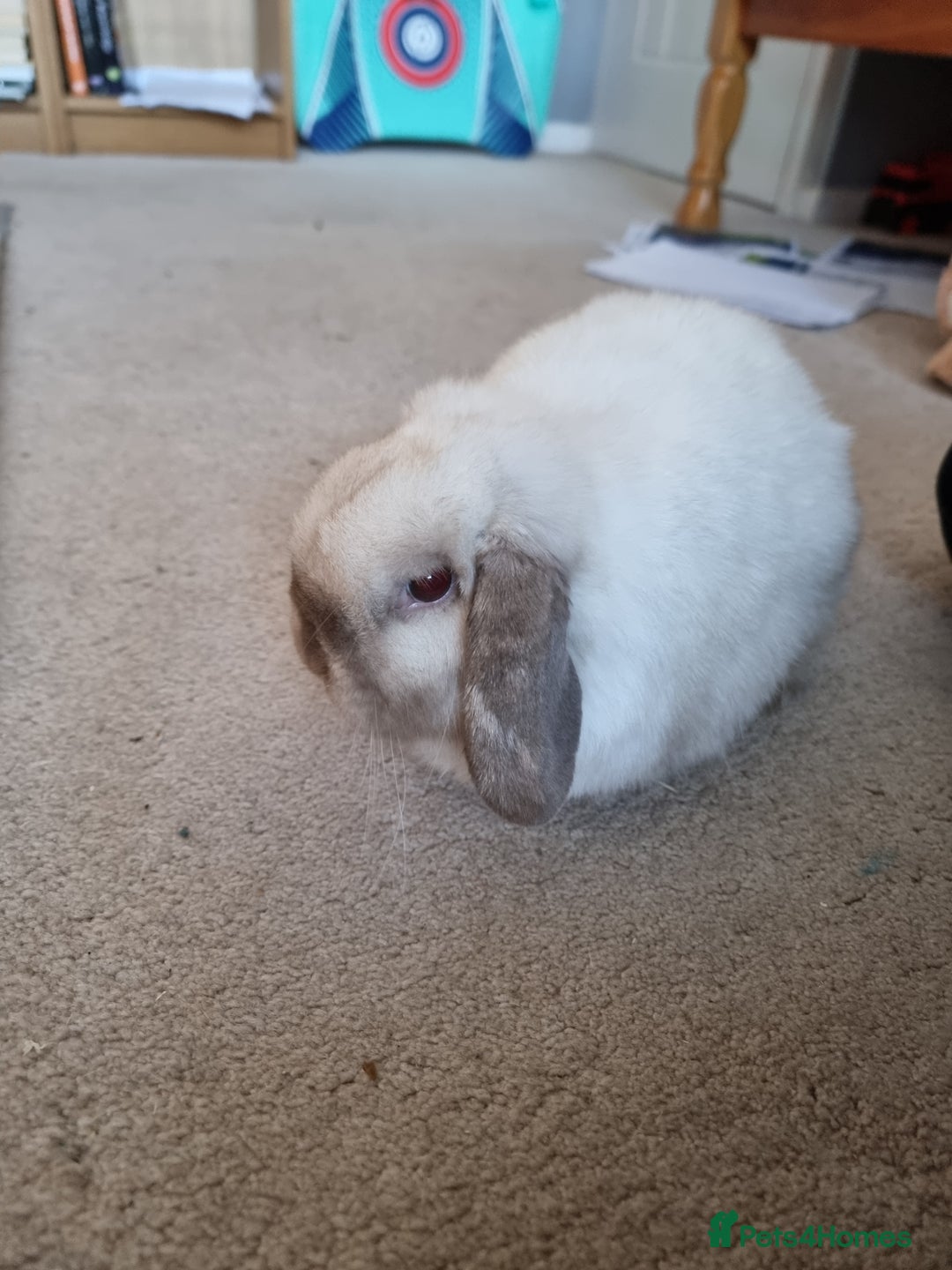 Mini Lop rabbits for sale: Beautiful friendly male mini lop - Advert 1