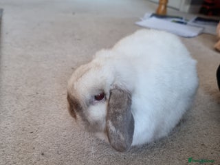 Mini Lop rabbits Beautiful friendly male mini lop - Advert 1