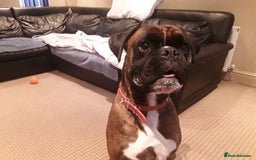 Boxer dogs for sale: Caine - Image 1