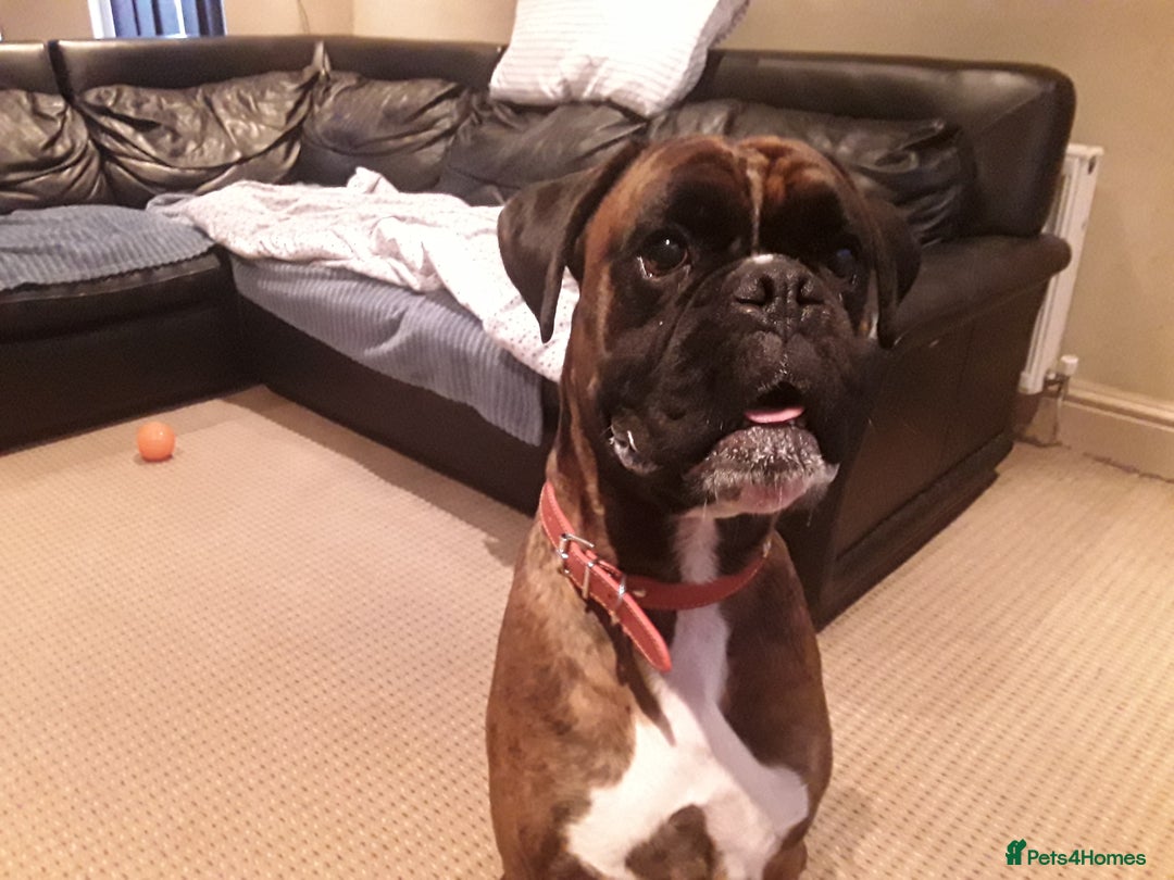 Boxer dogs for sale: Caine - Image 1