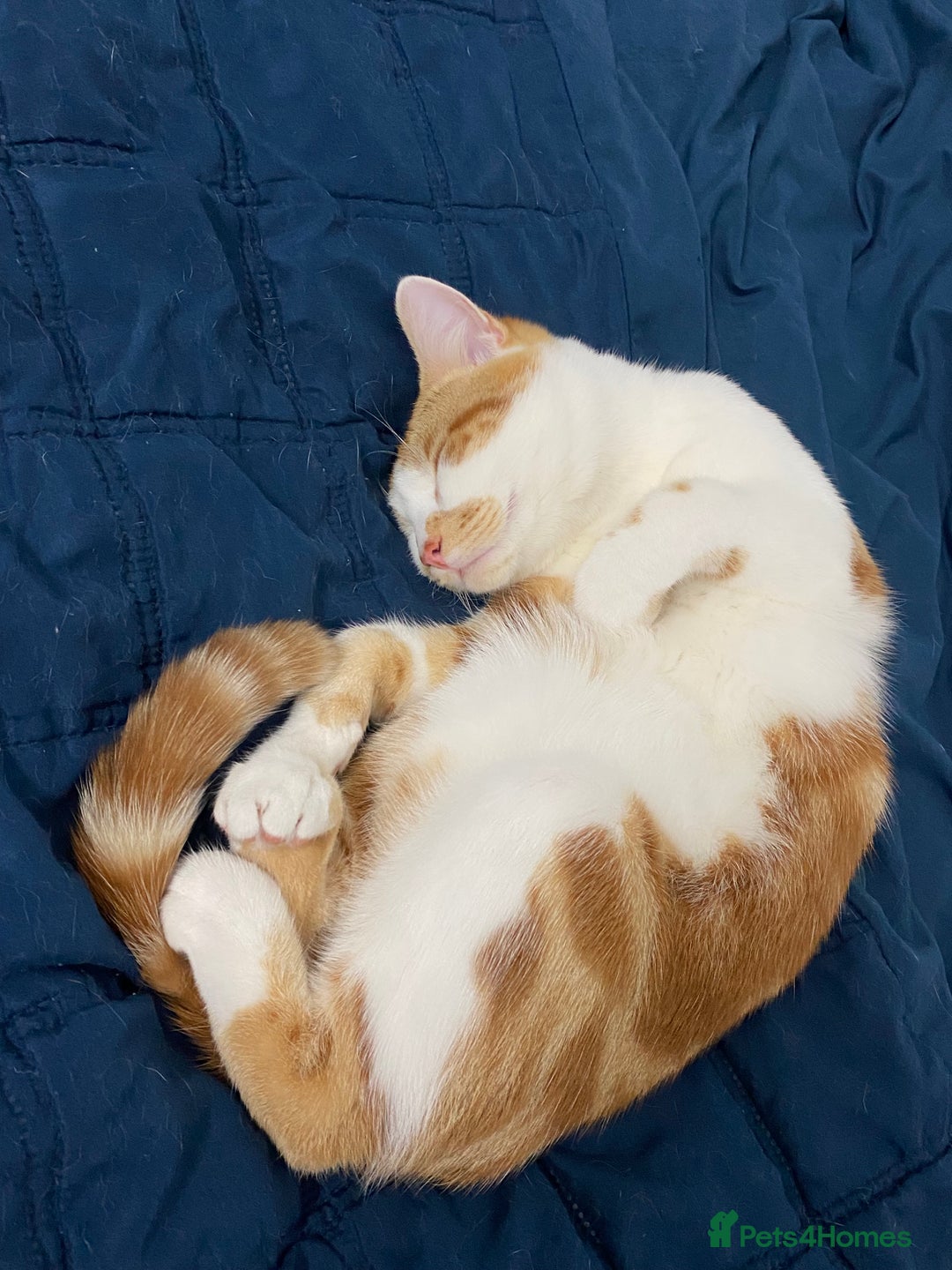 British Shorthair cats for sale: FREE!! Muezza looking for his new home. - Advert 3