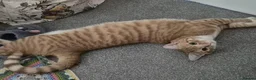Domestic Shorthair cats for adoption: Toast, 10 month old boy (neutered)  in Basingstoke - Advert 4