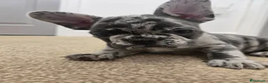 French Bulldog 3