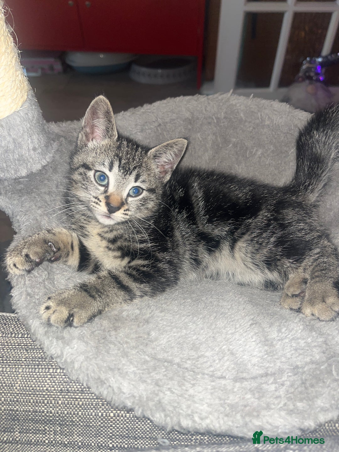 Mixed Breed cats for sale: Beautiful bengal cross kittens  - Image 11