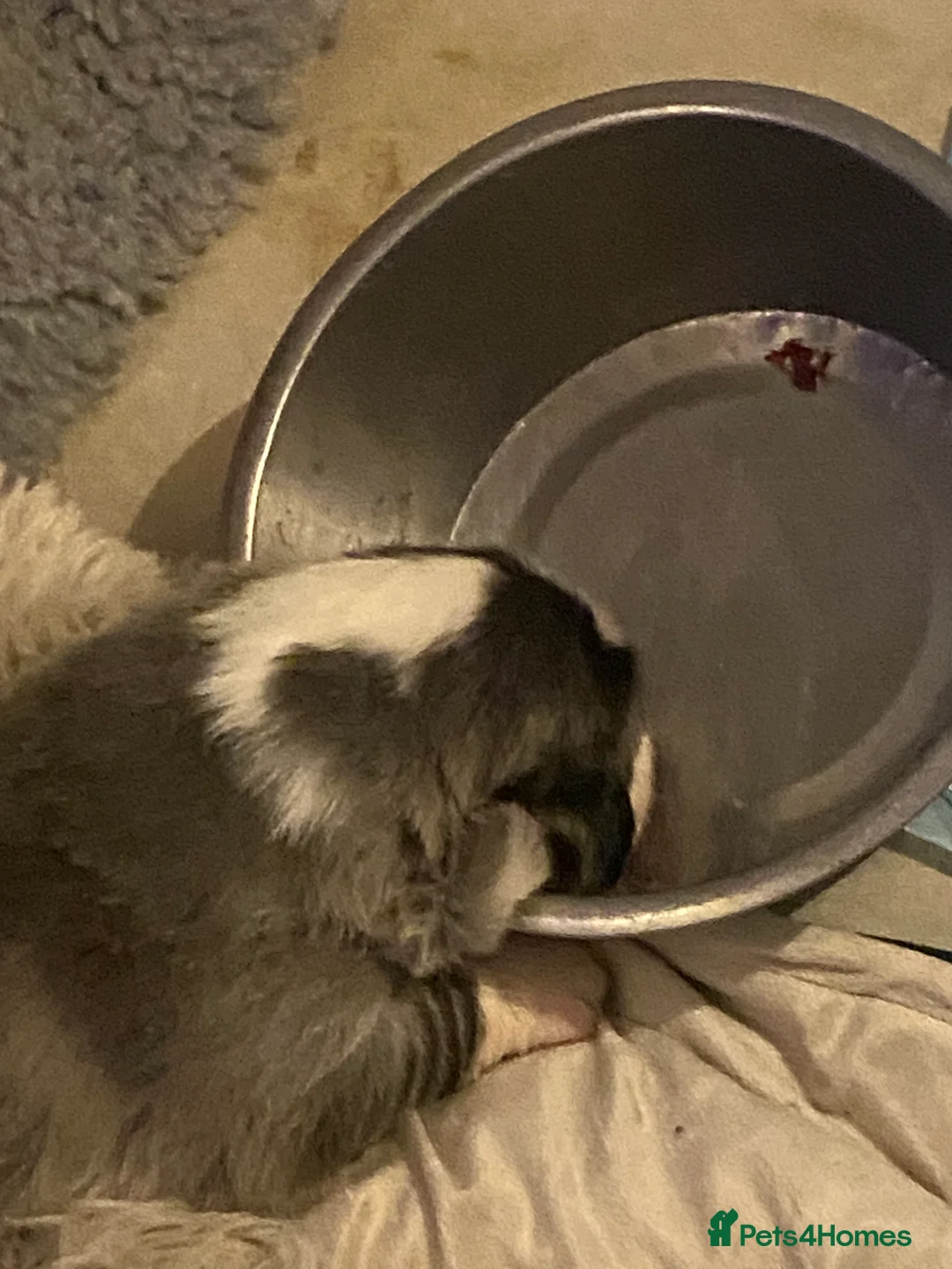 Central Asian Shepherd dogs for sale: Central Asian bitch  in Brynteg - Advert 7