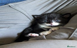 Mixed Breed cats for sale: Two Adorable Kittens – Ready for New Homes - Image 4