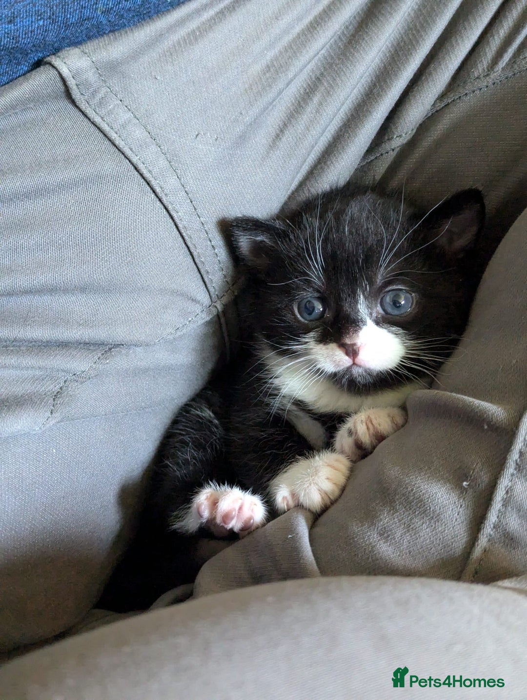 Mixed Breed cats for sale: Two Adorable Kittens – Ready for New Homes - Image 4