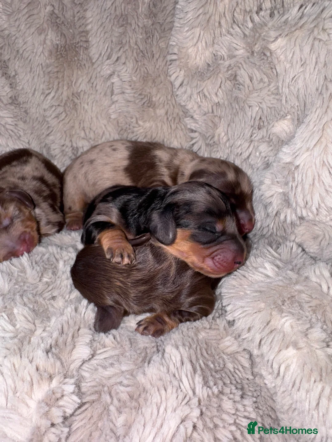 Miniature Dachshund dogs for sale: Long haired KC registered - Advert 3