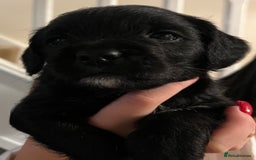 Mixed Breed dogs for sale: Meet our Beautiful Little Frockers ! - Image 12