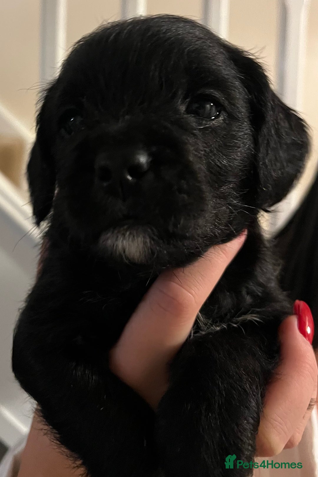 Mixed Breed dogs for sale: Meet our Beautiful Little Frockers ! - Image 12