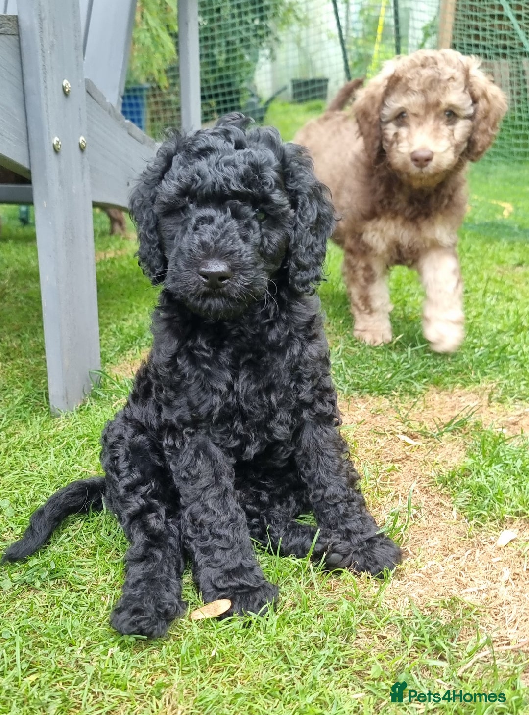 Cavapoo dogs for sale: F1b Standard Cavapoo, 3 remaining ready to leave in Watchet - Image 7