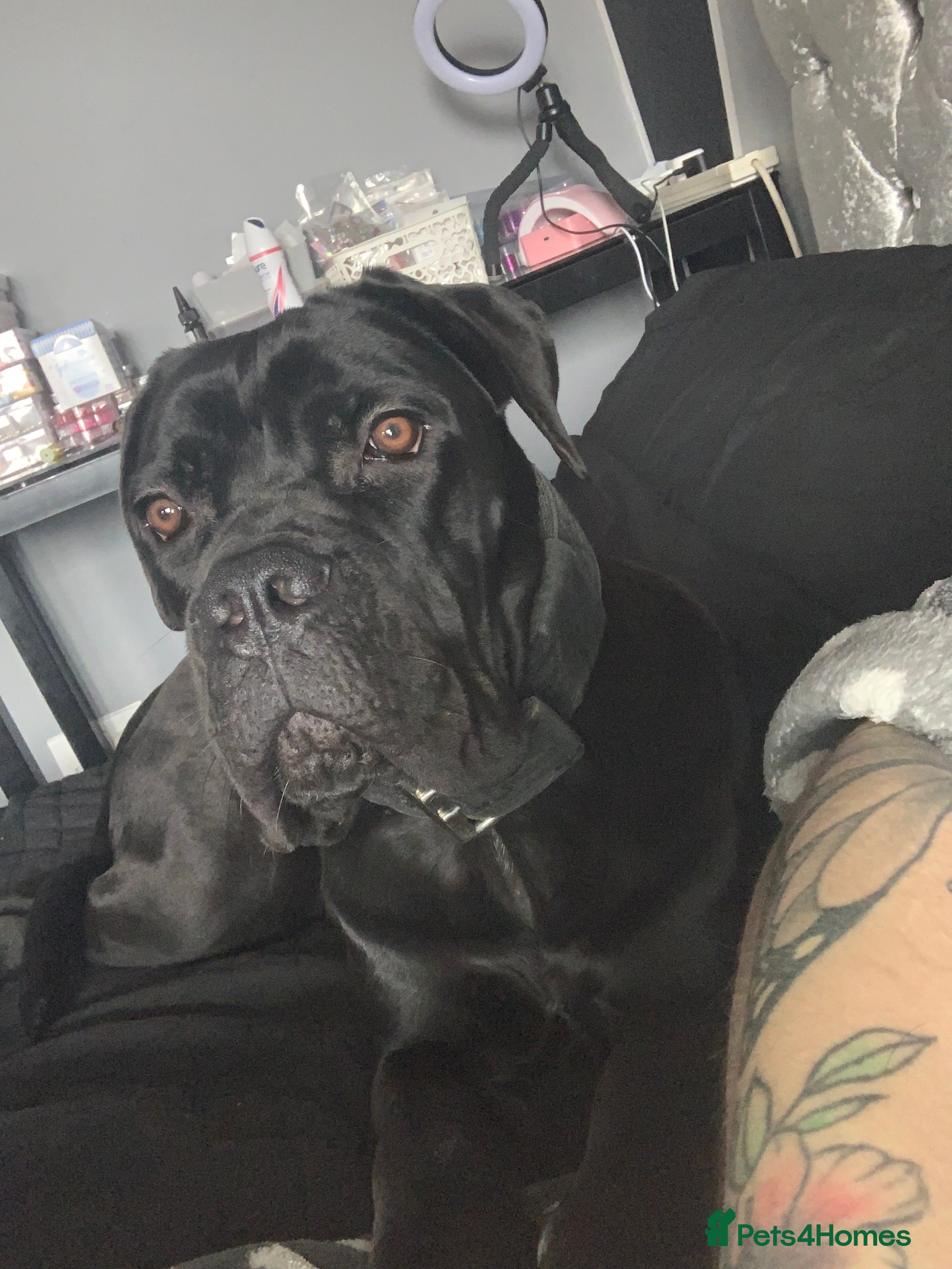 Cane Corso dogs FCI registered cane corso called comfort  - Advert 4