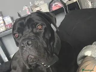 Cane Corso dogs FCI registered cane corso called comfort - Advert 2