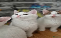 Munchkin cats for sale: Munchkin kittens ready for reservations or collect - Image 4