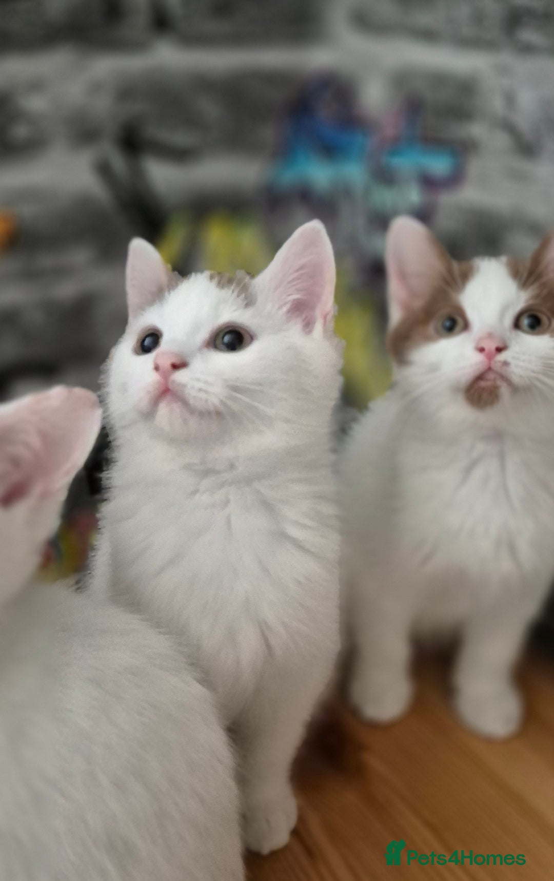 Munchkin cats for sale: Munchkin kittens ready for reservations or collect - Image 4
