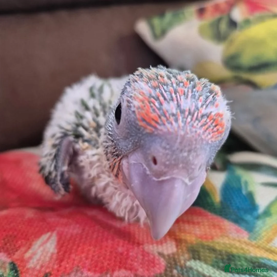 Parrots birds for sale: Cape Parrot for sale  in London - Advert 2