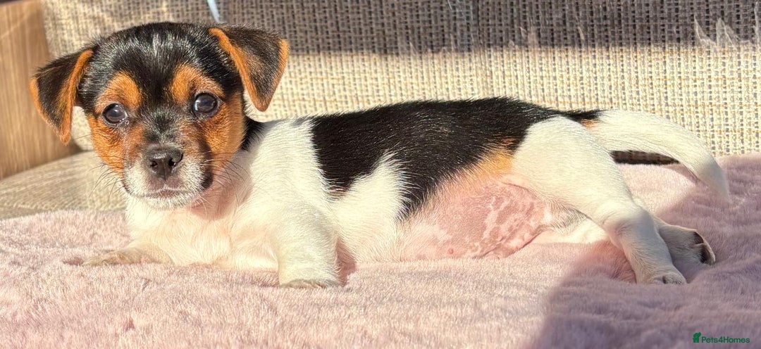 Jack Russell dogs for sale: Traditional Miniature Jack Russell Puppies! - Advert 22