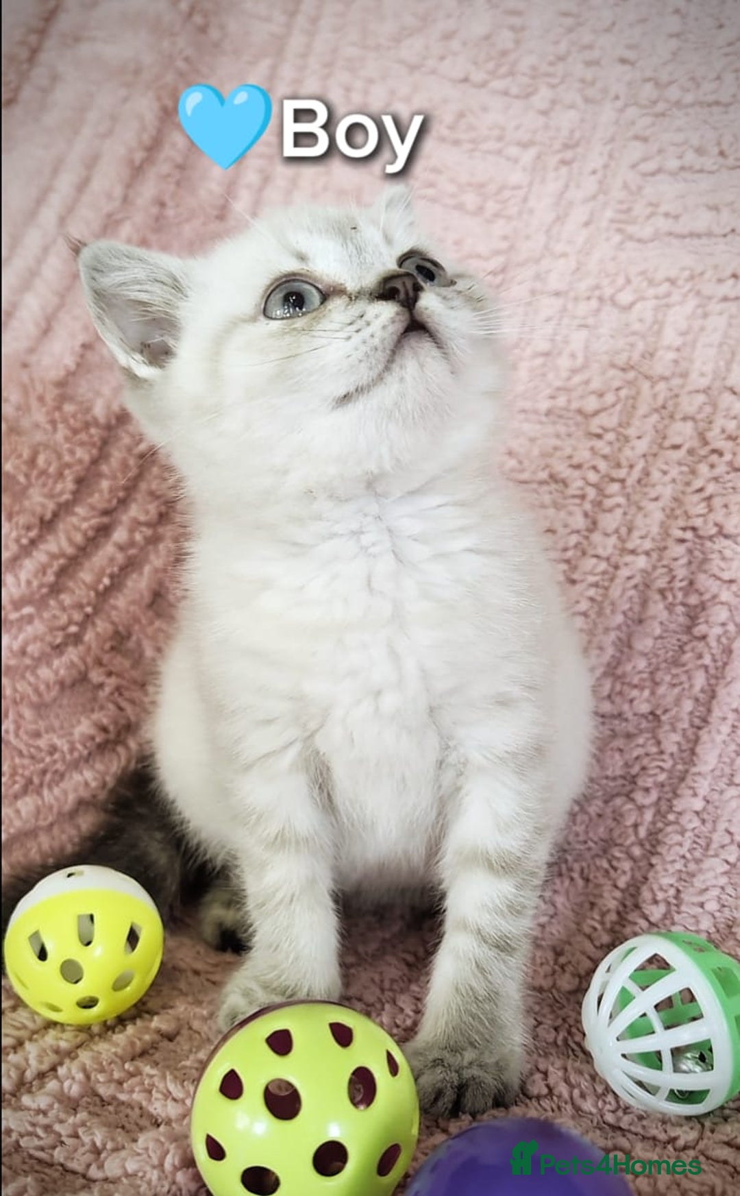 British Shorthair cats for sale: ❤️💙Last 2 Kittens ● TICA Reg ● BSH ●Colorpoints ✨ - Image 17