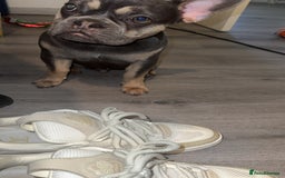 French Bulldog dogs for sale: French Bulldog (Frenchie) 🧬 - Image 2