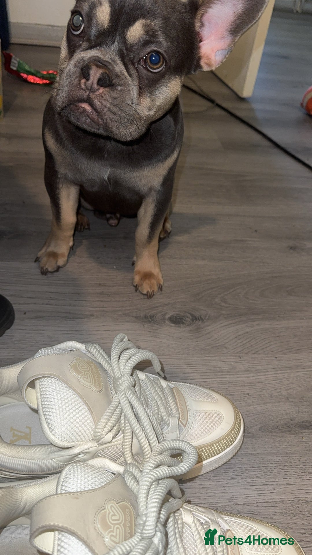 French Bulldog dogs for sale: French Bulldog (Frenchie) 🧬 - Image 2