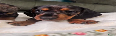 Miniature Dachshund 3