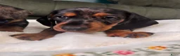 Miniature Dachshund dogs for sale: 6 cute miniature dachshund pupps available  - Advert 16