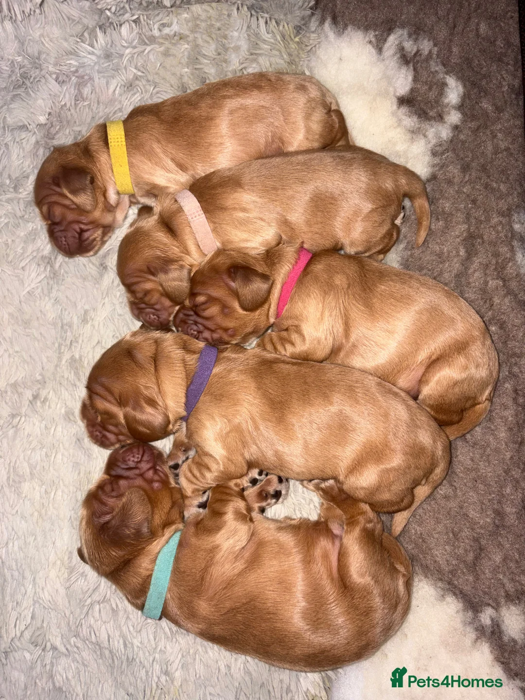 Cocker Spaniel dogs for sale: Show type cocker spaniels - Advert 9