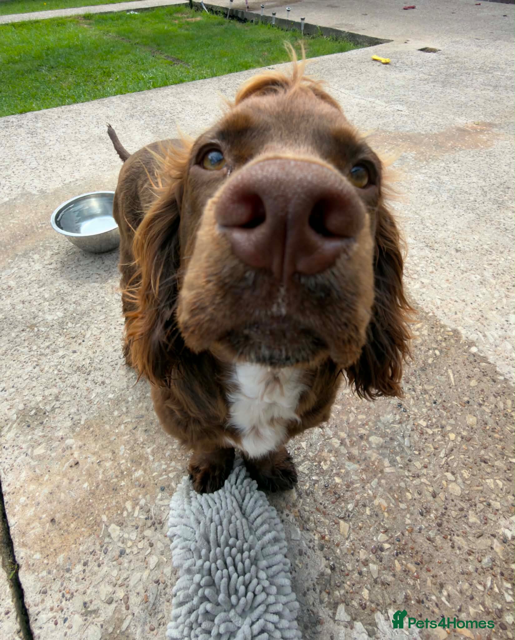 Cocker Spaniel dogs for adoption: This is Charlie 7 months cocker spaniel in Barnsley - Advert 2