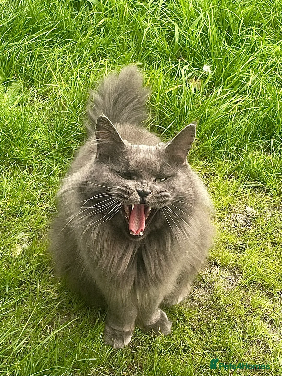 Maine Coon cats for sale: Giant Russian Mainecoons Kittens - Advert 2