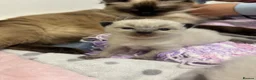 Ragdoll cats for sale: Beautiful GCCF Fluffy Ragdoll Kittens - Advert 19